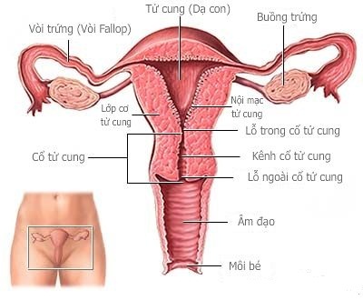Ảnh 4 của Viêm nội mạc tử cung